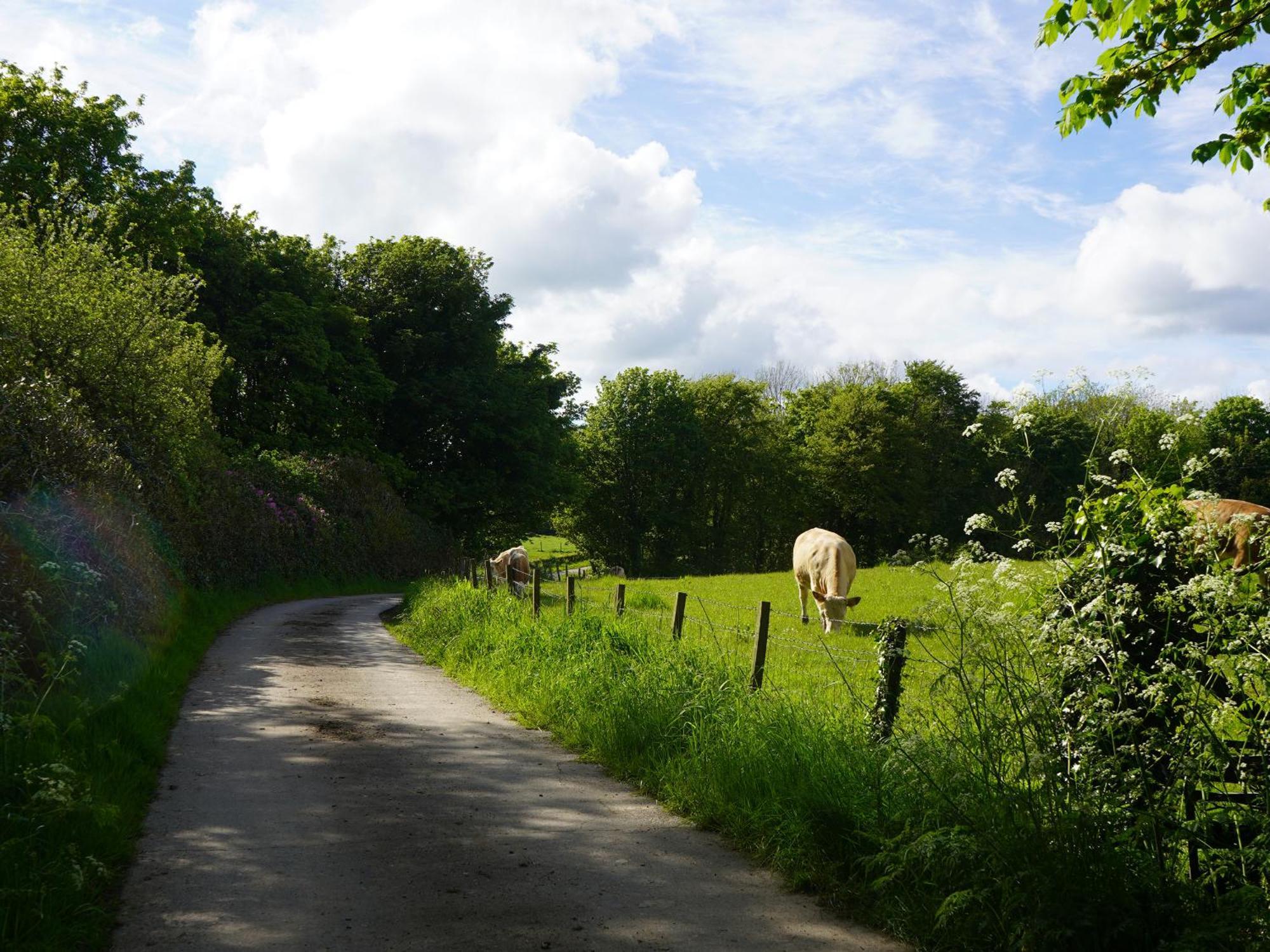 Roe Deer Lodge Newton Stewart Buitenkant foto